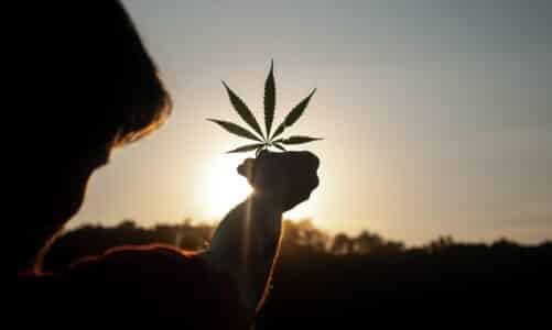 Quels sont les effets du cannabis ?